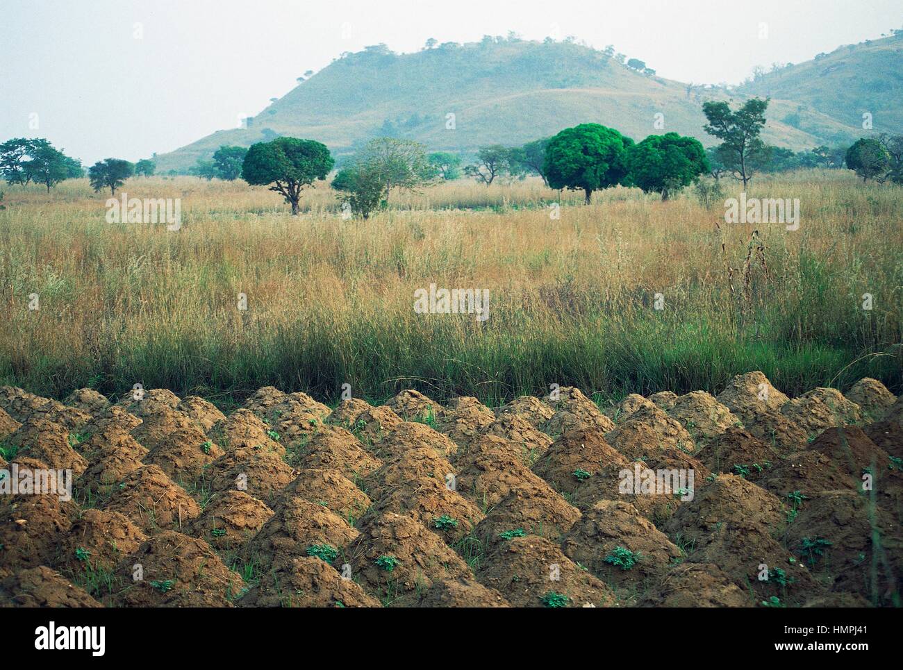 Yam crops (Dioscorea sp), Dioscoreaceae, around Kara, Togo. Stock Photo