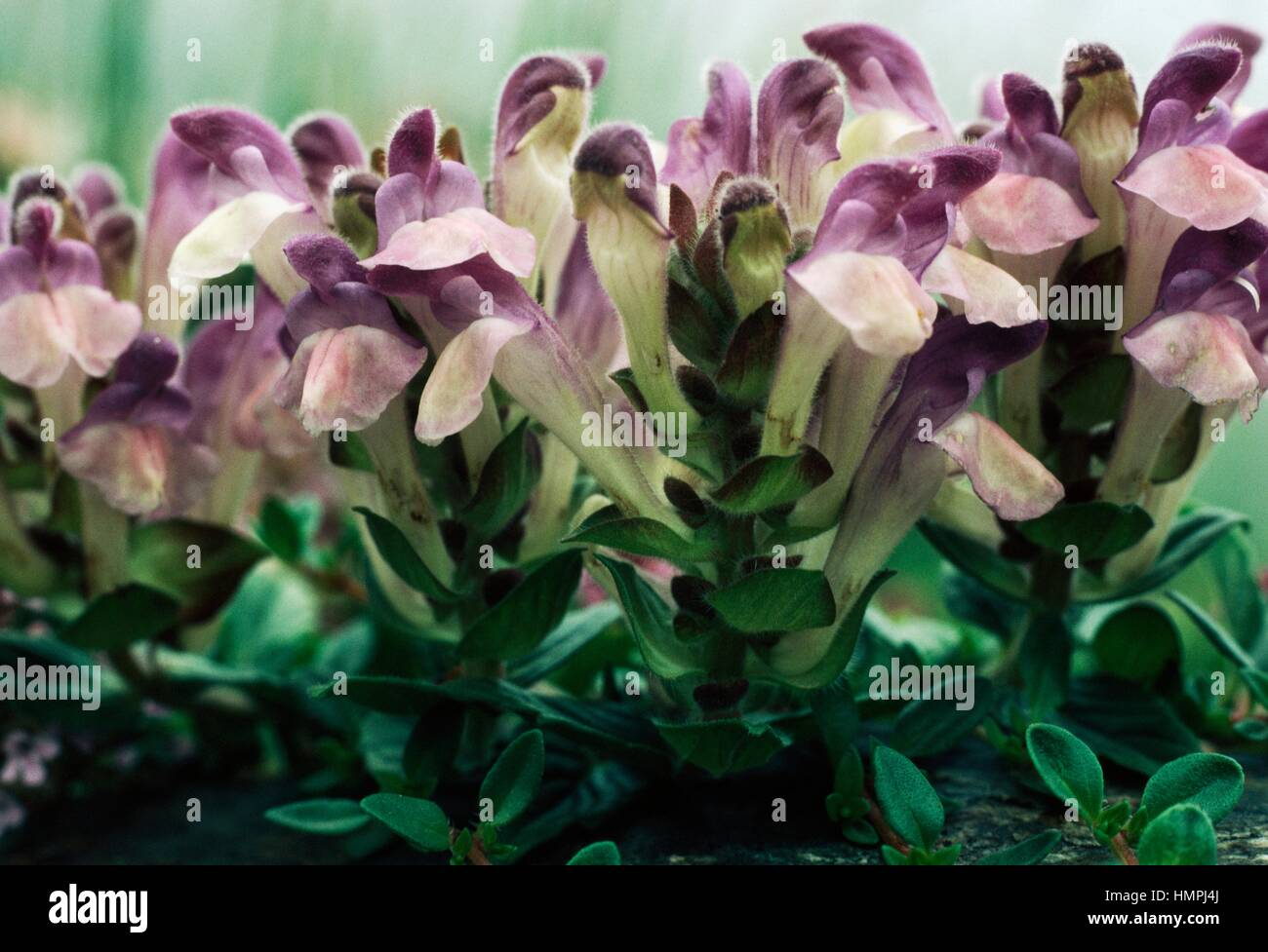 Alpine Skullcap (Scutellaria alpina), Lamiaceae. Stock Photo