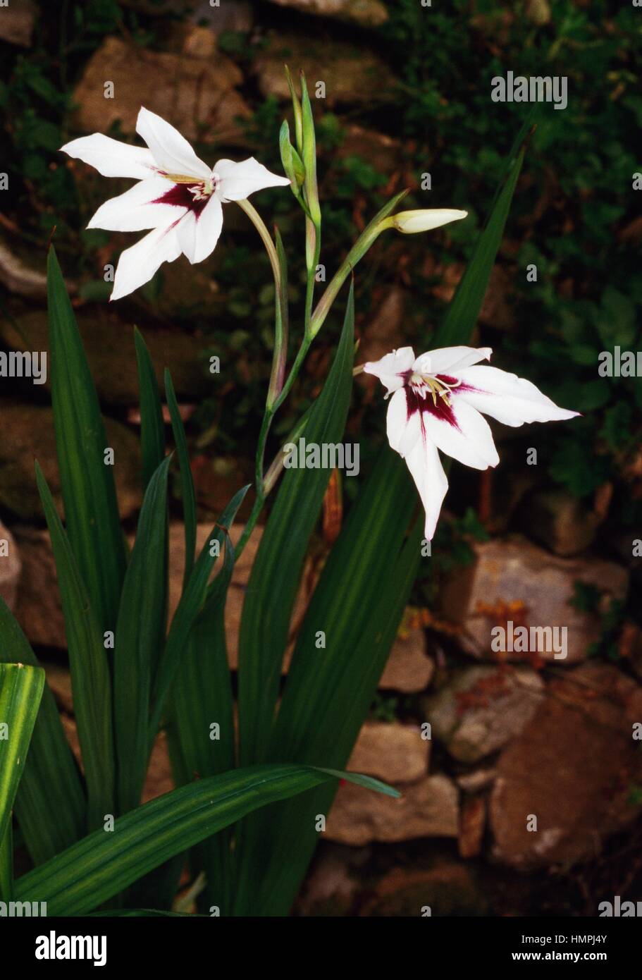 Abyssinian Gladiolus (Gladiolus murielae or Acidanthera bicolor), Iridaceae. Stock Photo
