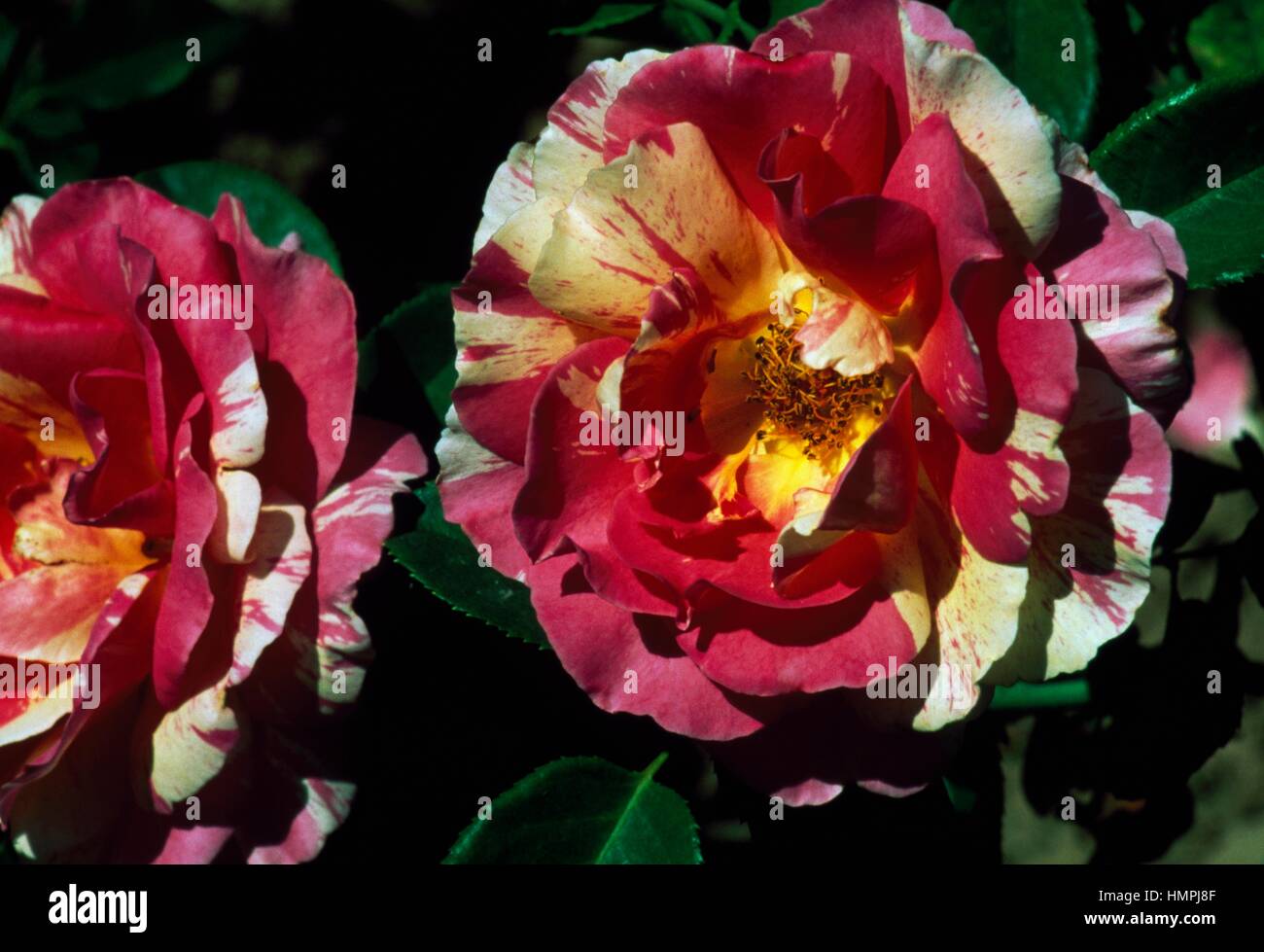 Rose (Rosa Claude Monet), Rosaceae. Stock Photo