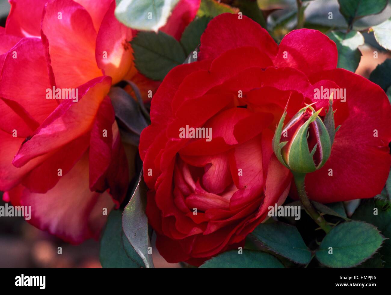 Rose (Rosa Bolchoi), Rosaceae Stock Photo - Alamy