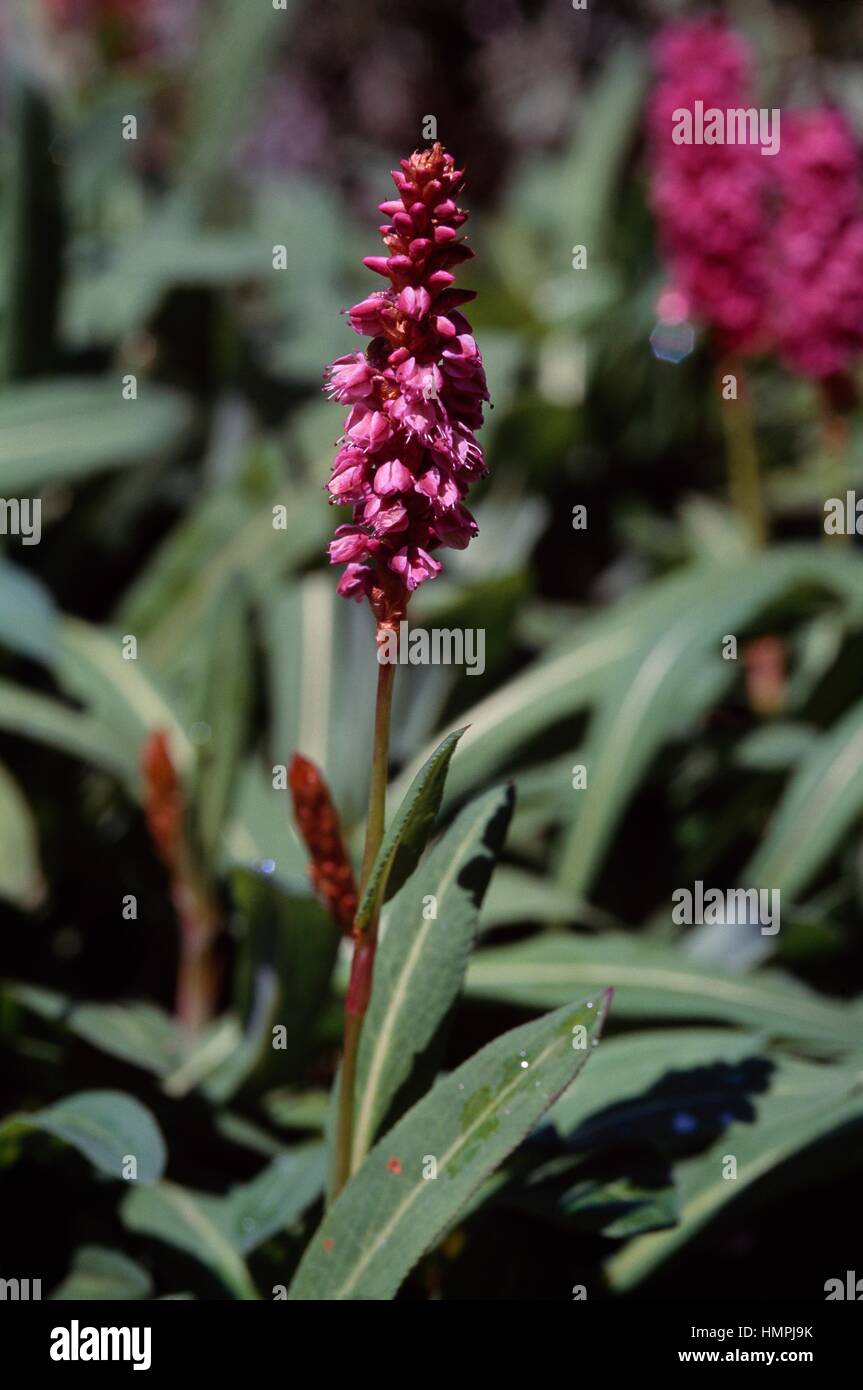 Crimson knotweed (Polygonum millettii or Persicaria milletii), Polygonaceae. Stock Photo