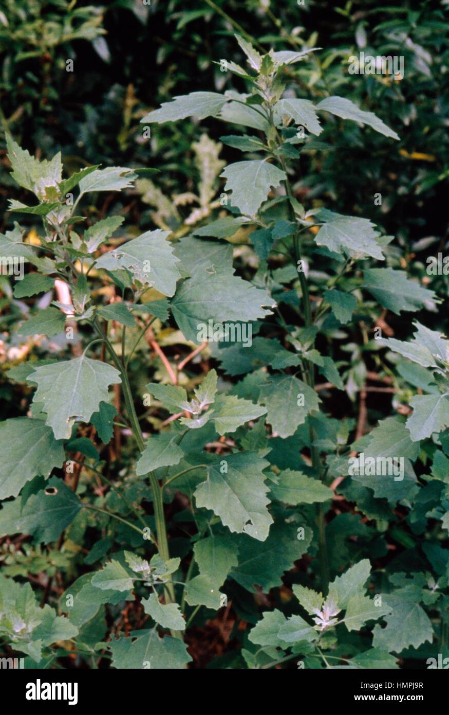 Lamb's quarters (Chenopodium album), Chenopodiaceae. Stock Photo