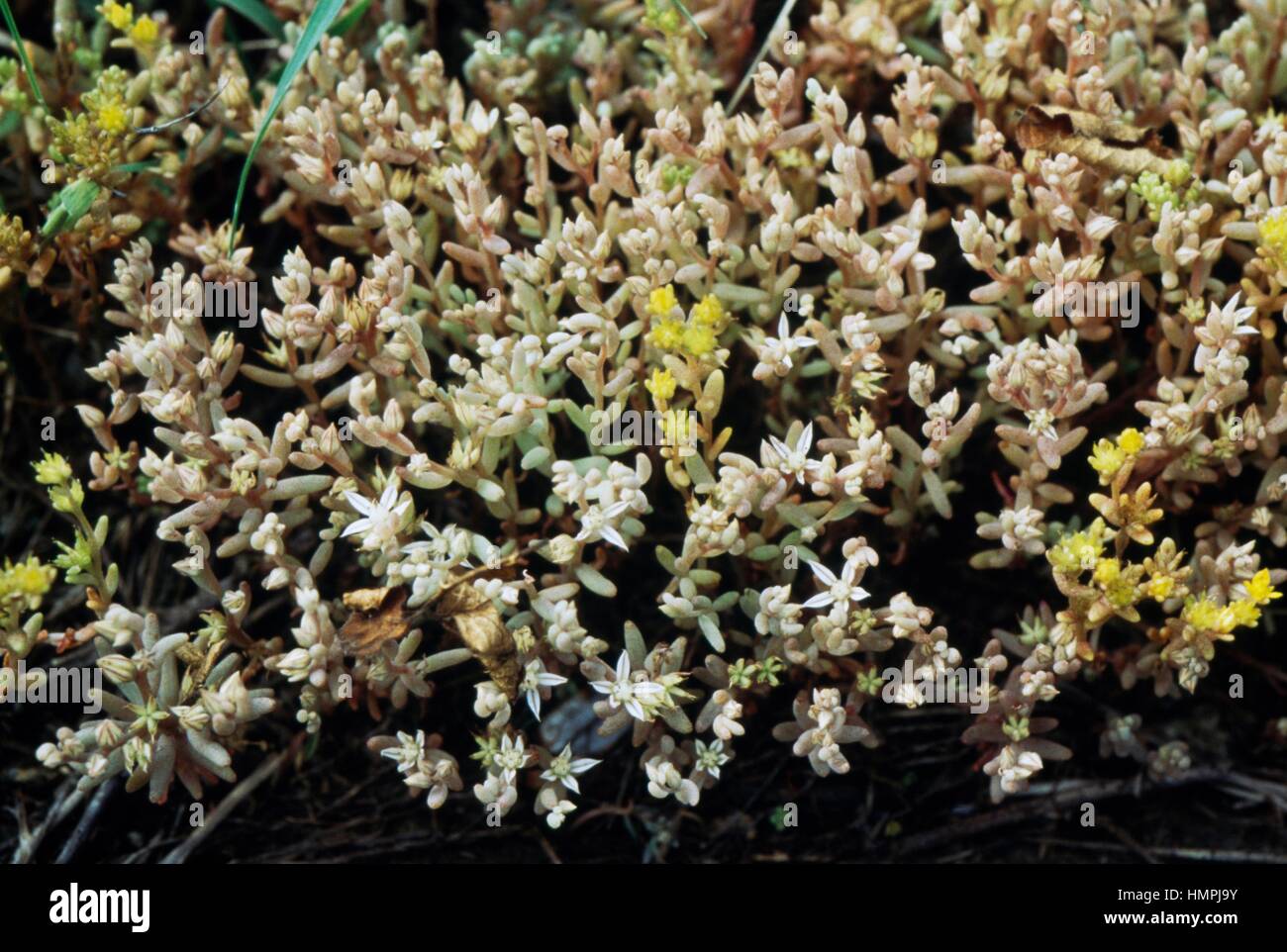 Red Stonecrop (Sedum rubens), Crassulaceae. Stock Photo