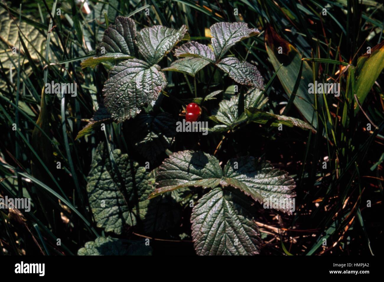 Stone bramble fruit (Rubus saxatilis), Rosaceae. Stock Photo