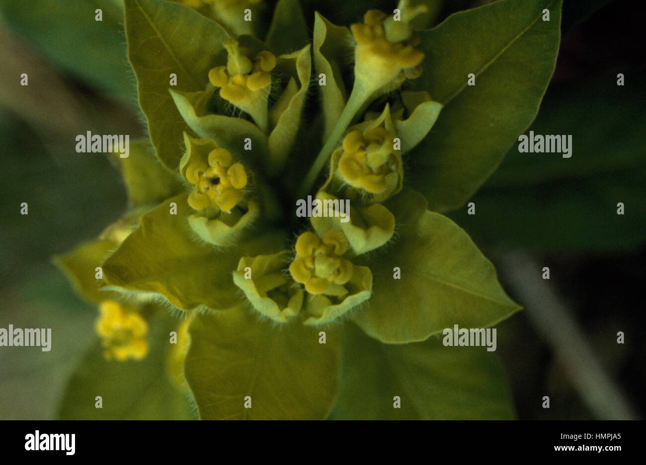 Caper spurge or paper spurge (Euphorbia lathyris), Euphorbiaceae Stock Photo Alamy