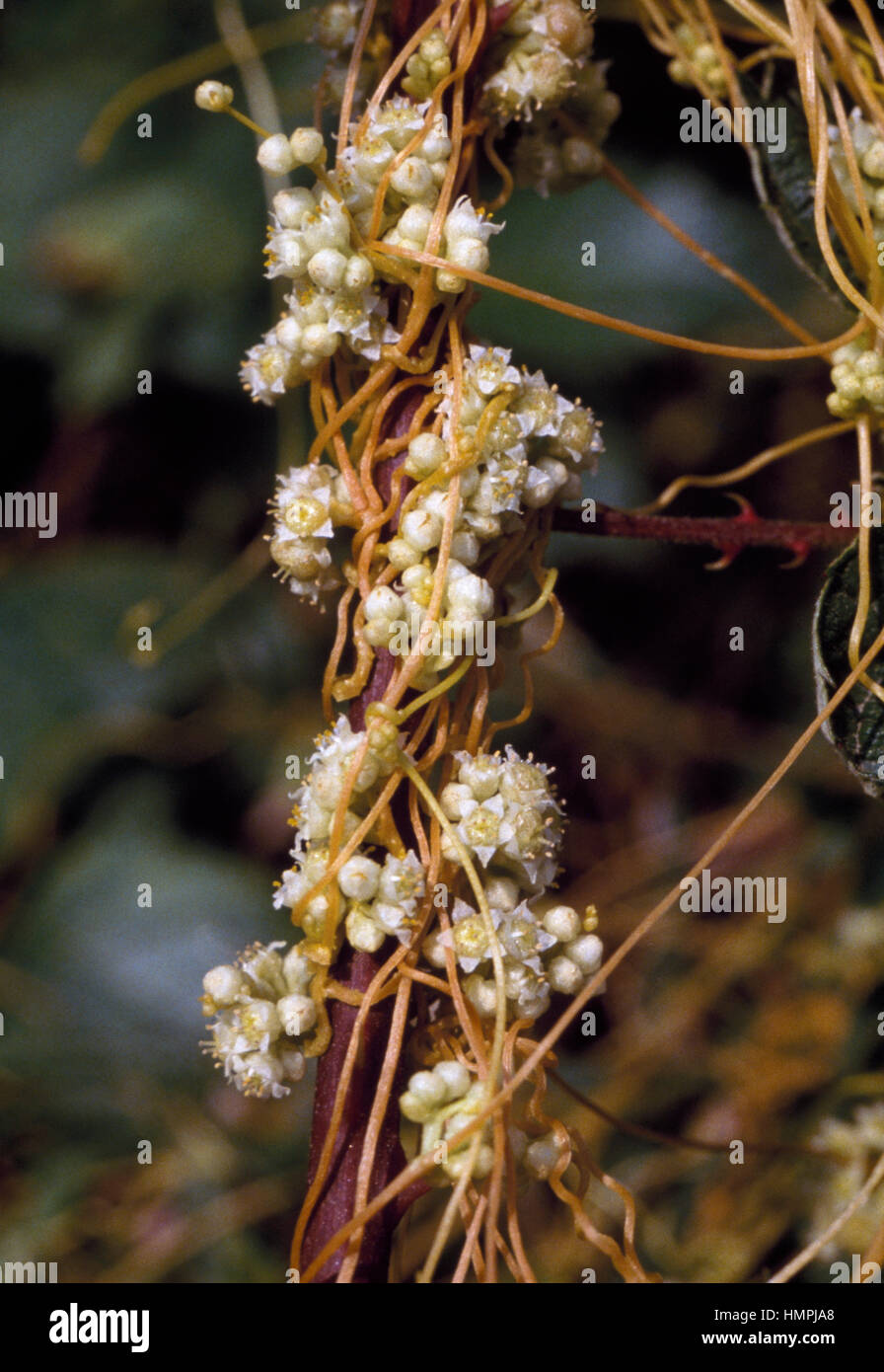 Field Dodder (Cuscuta campestris), Convolvulaceae. Stock Photo
