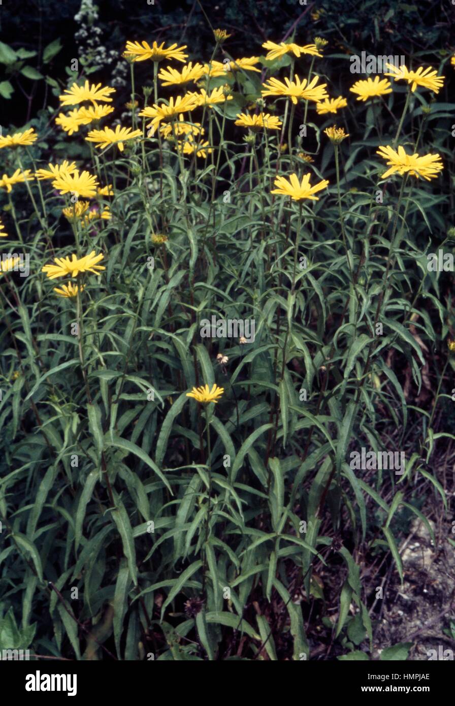 Willowleaf Yellowhead (Inula salicina), Asteraceae. Stock Photo