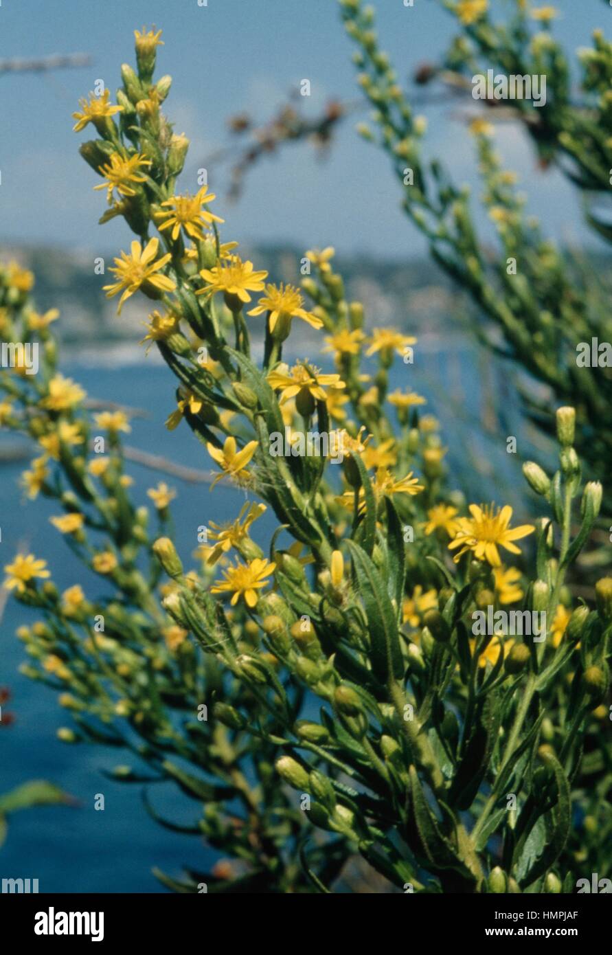 Strong-smelling Inula or False Yellowhead (Inula viscosa or Dittrichia viscosa), Asteraceae. Stock Photo