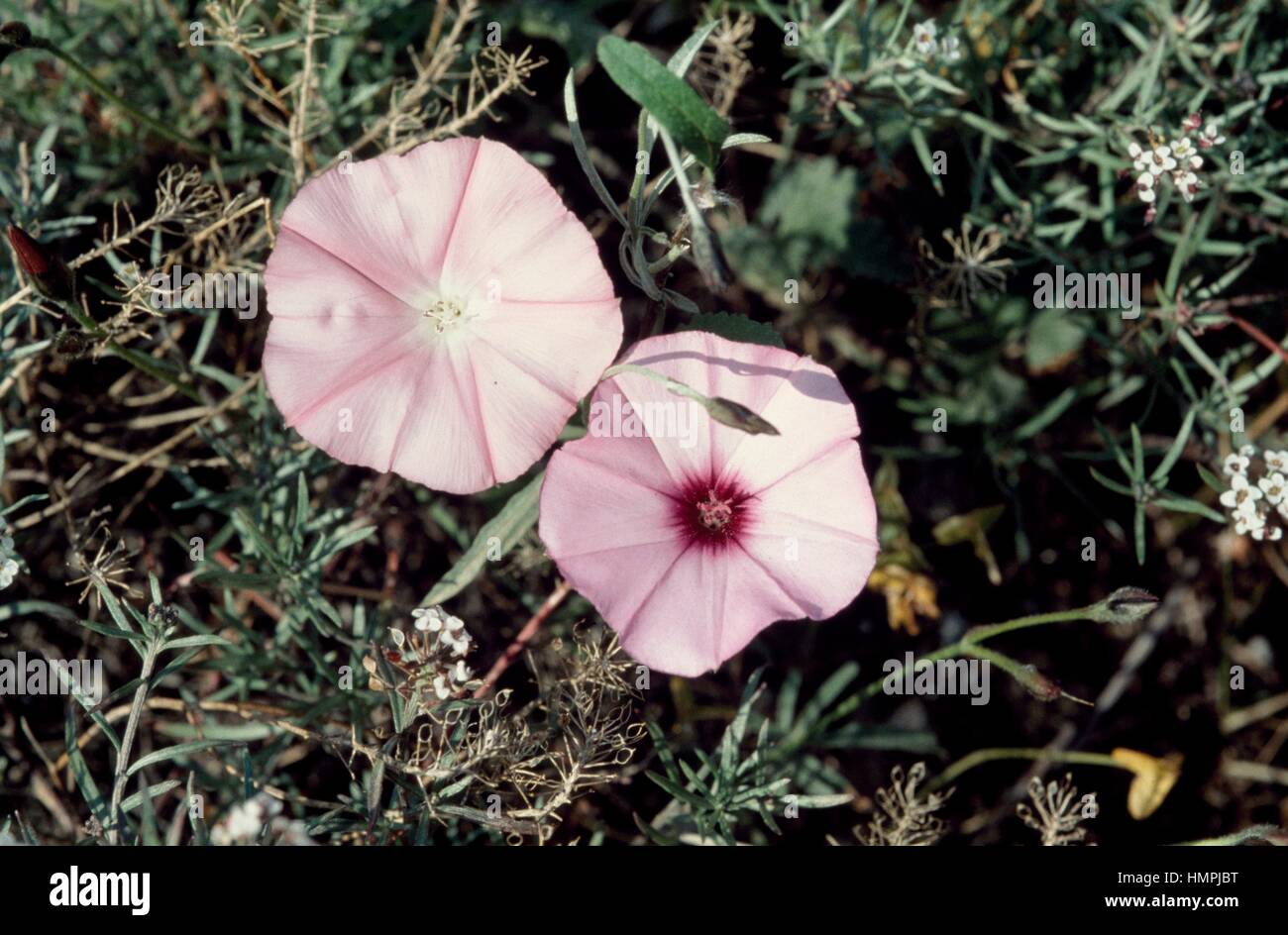 Mallow Leaved Bindweed High Resolution Stock Photography and Images - Alamy