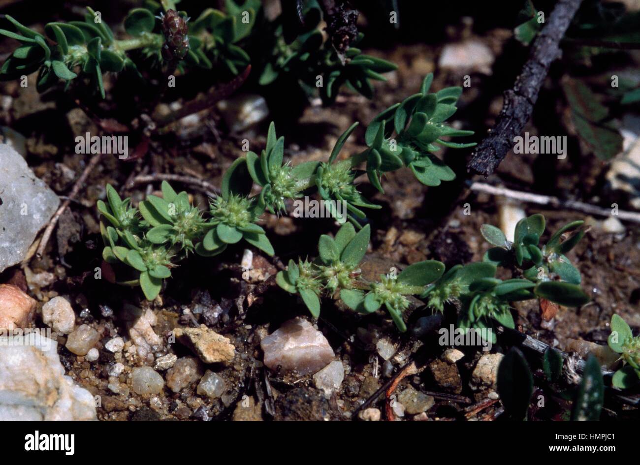 Eurasian nailwort (Paronychia echinulata), Caryophyllaceae. Stock Photo