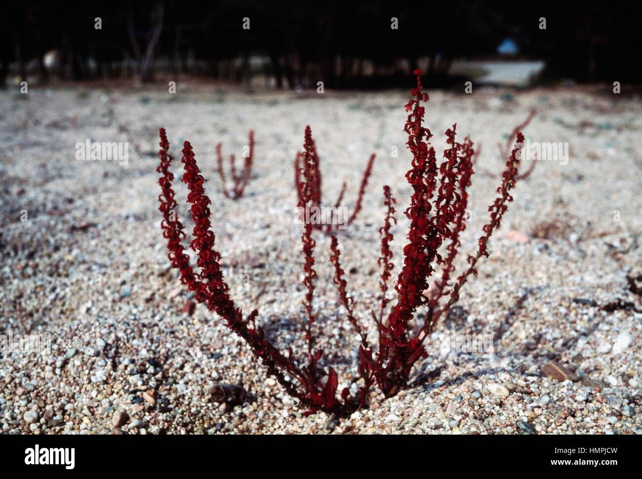 Red dock (Rumex bucephalophorus), Polygonaceae. Stock Photo