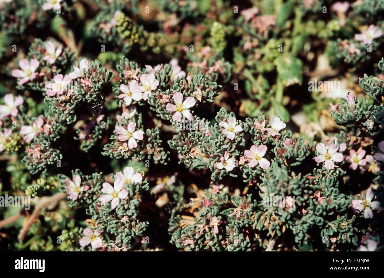 Sea heath (Frankenia laevis), Frankeniaceae. Stock Photo