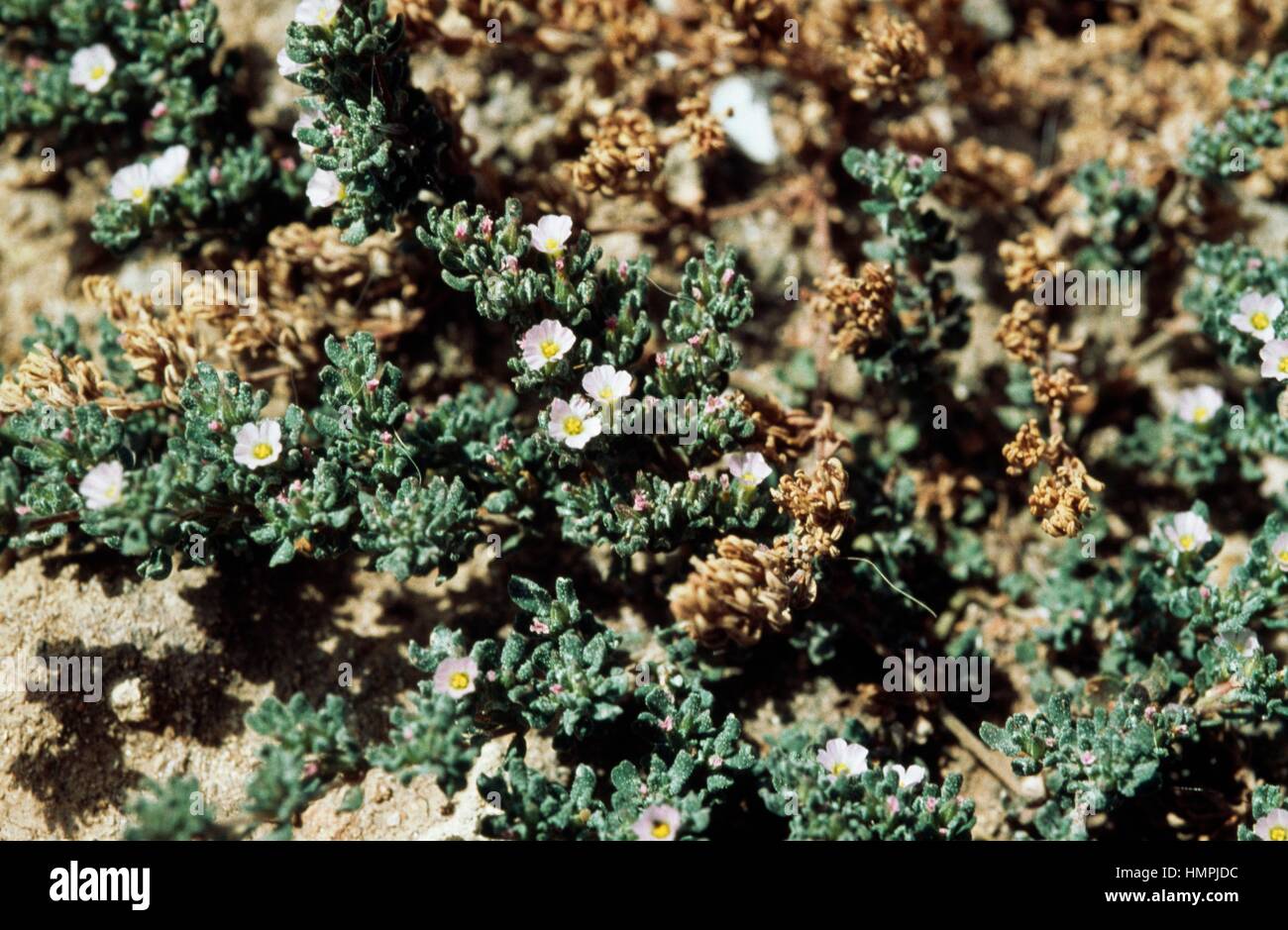 Annual sea heath (Frankenia pulverulenta), Frankeniaceae. Stock Photo