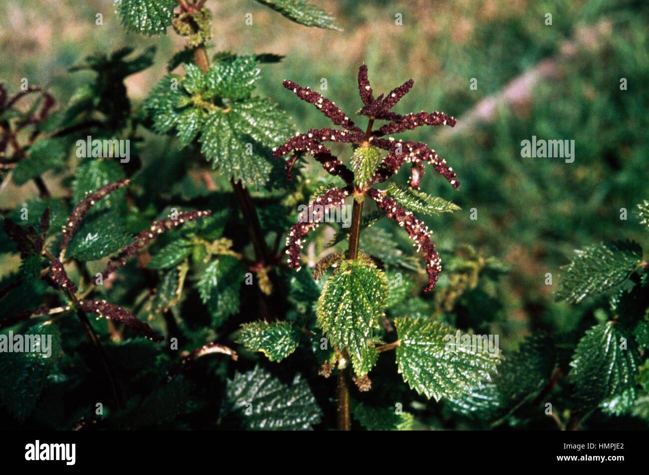 Membranous nettle (Urtica Membranacea), Urticaceae. Stock Photo
