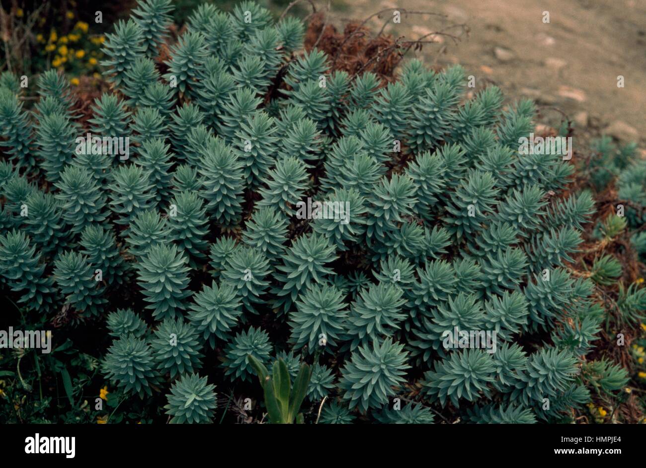 Euphorbia pithyusa, Euphorbiaceae. Stock Photo