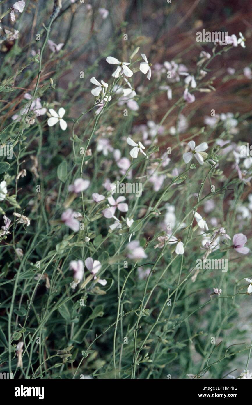 Purple Mistress (Moricandia arvensis), Brassicaceae. Stock Photo
