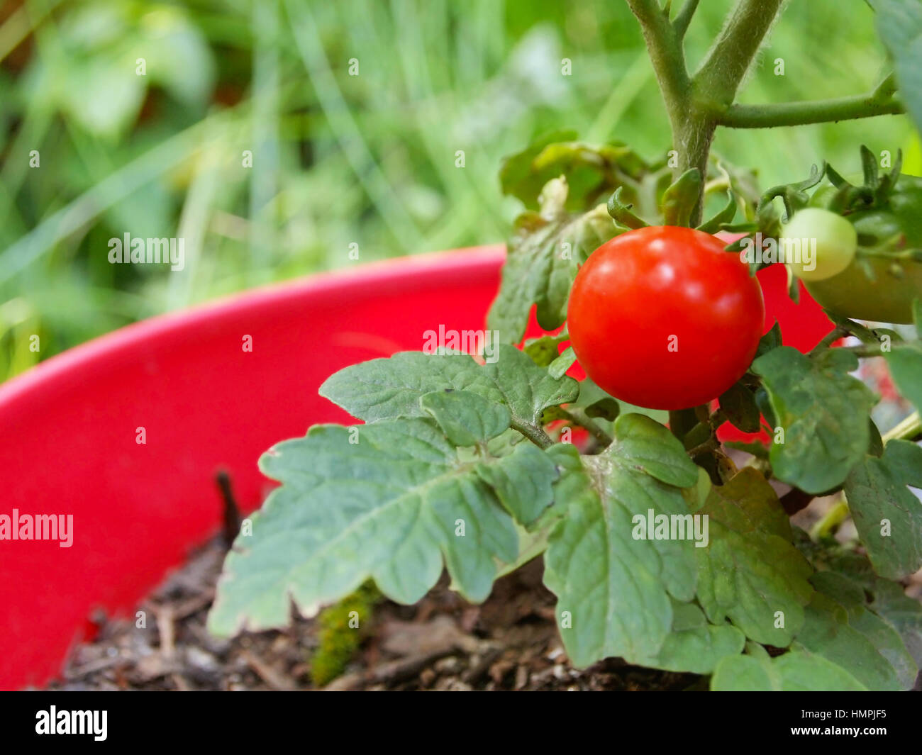 Closeup of a bright, red cherry tomato on a plant in a pot Stock Photo ...