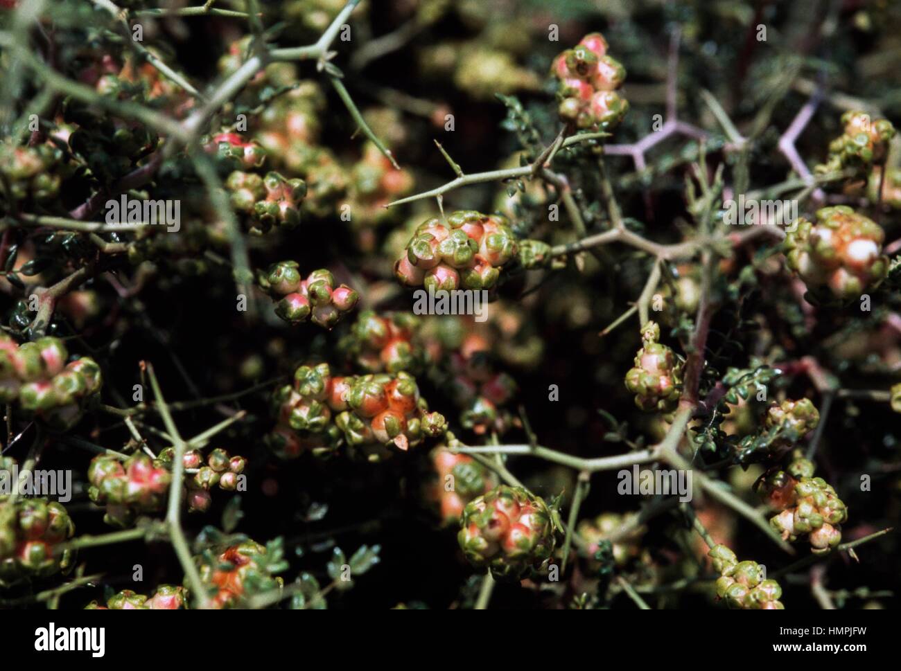 Thorny Burnet (Sarcopoterium spinosum), Rosaceae. Stock Photo