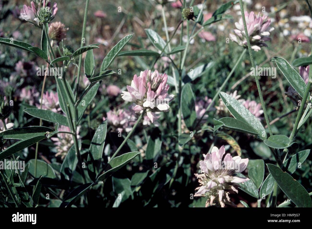 Bituminaria morisiana, Fabaceae. Stock Photo