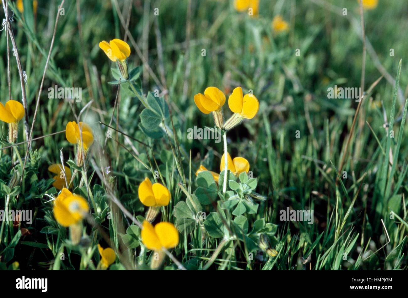 Lotus biflorus or Tetragonolobus biflorus, Fabaceae. Stock Photo