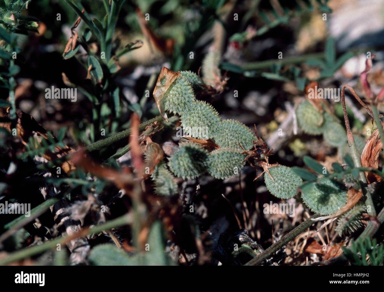 Spiny sulla (Hedysarum spinosissimum), Fabaceae. Stock Photo