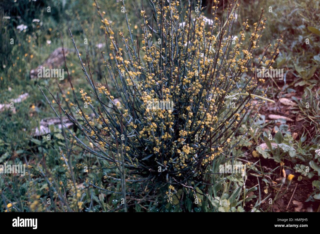 Osyris in bloom (Osyris alba), Santalaceae. Stock Photo