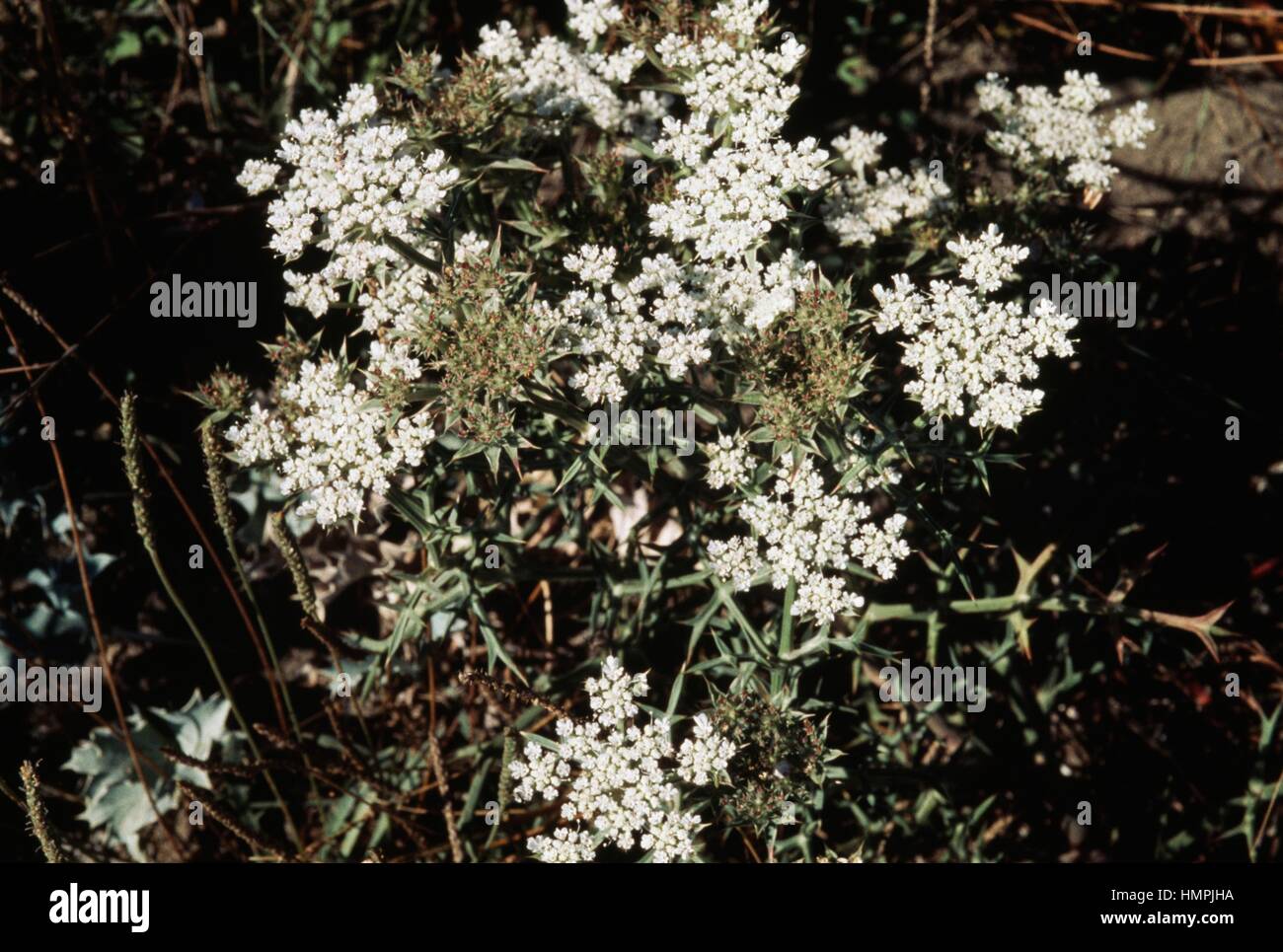 Echinophora (Echinophora spinosa), Apiaceae. Stock Photo