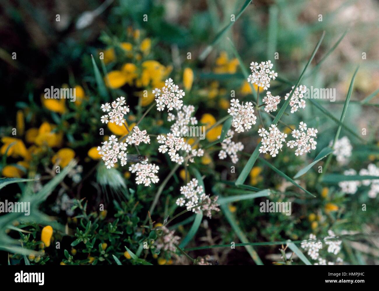 Bunium corydalinum, Apiaceae. Stock Photo