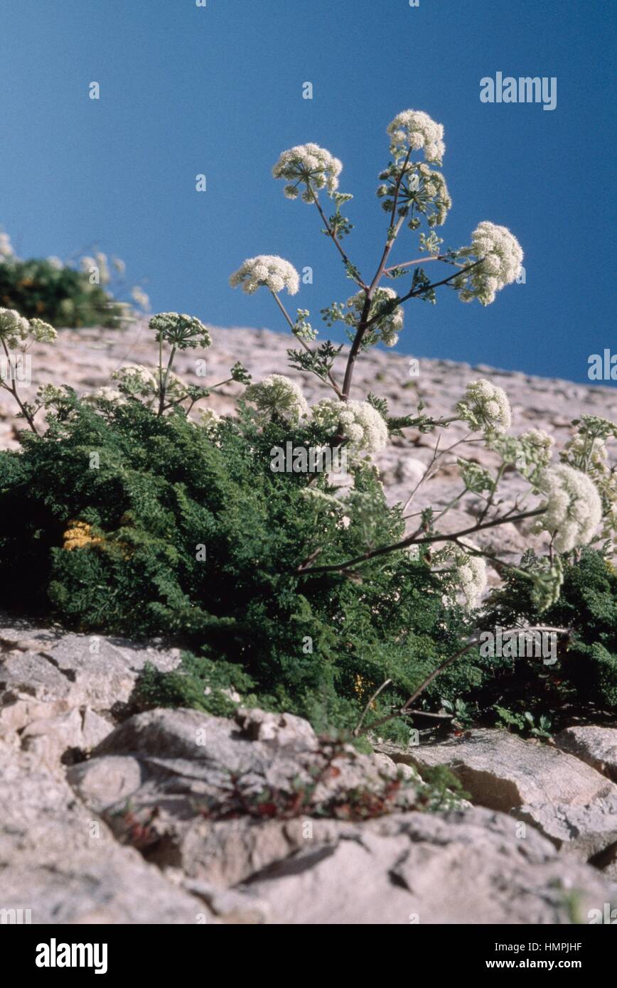 Athamanta sicula, Apiaceae. Stock Photo