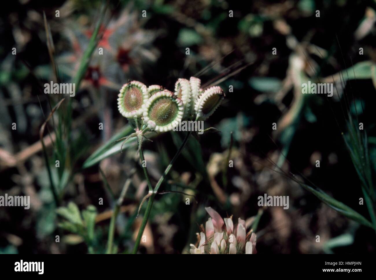 Mediterranean hartwort in bloom (Tordylium apulum), Apiaceae. Stock Photo