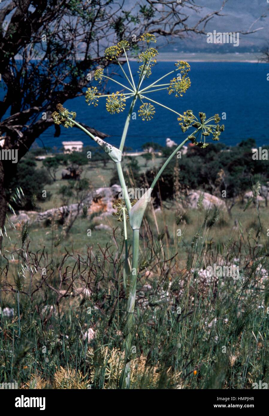 Thapsia Garganica High Resolution Stock Photography and
