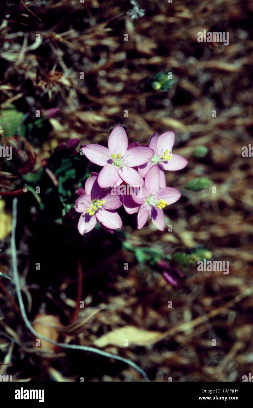 Common centaury or European centaury (Centaurium erythraea), Gentianaceae. Stock Photo