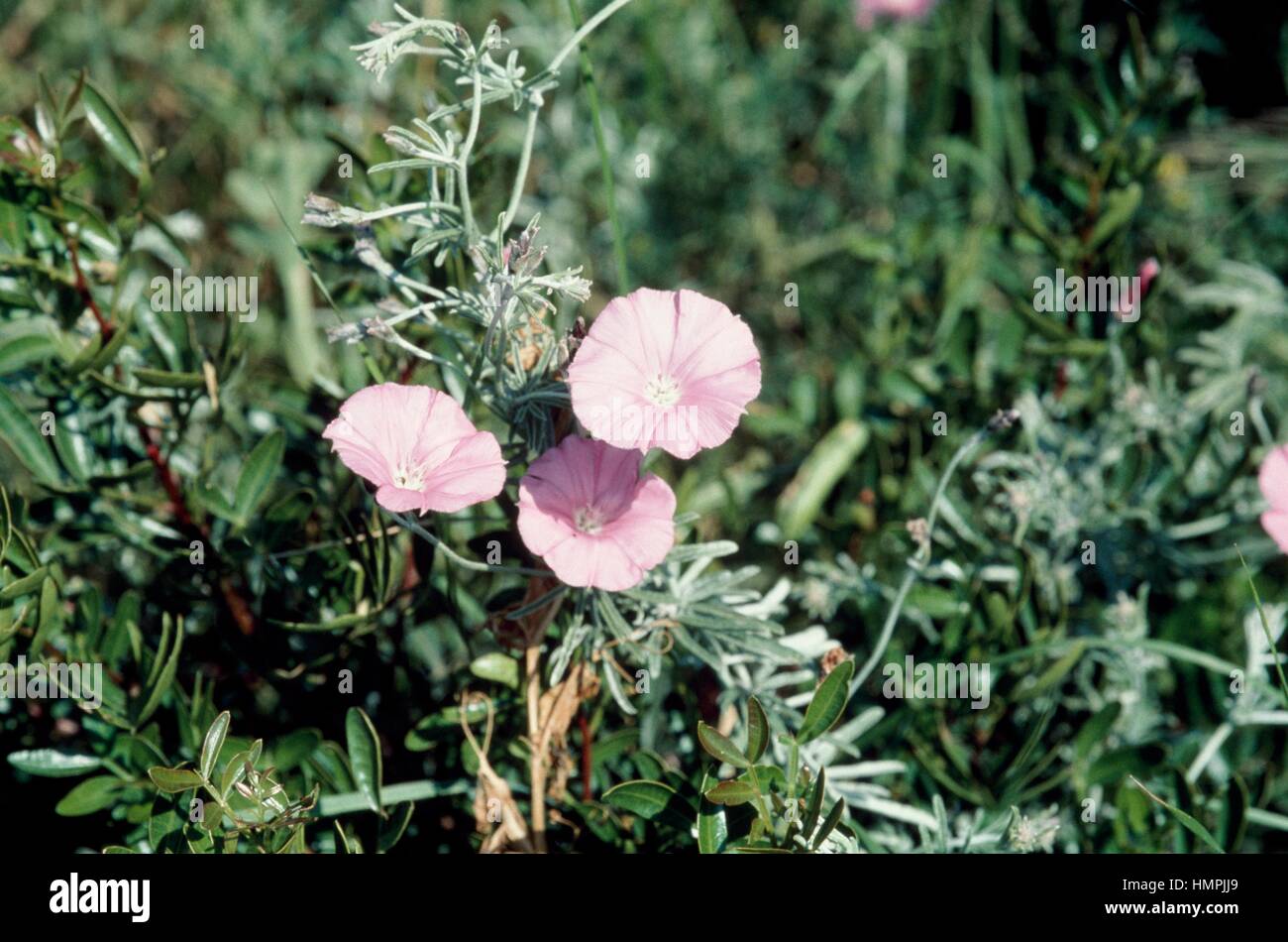 Mallow-leaved bindweed (Convolvulus elegantissimus), Convolvulaceae. Stock Photo