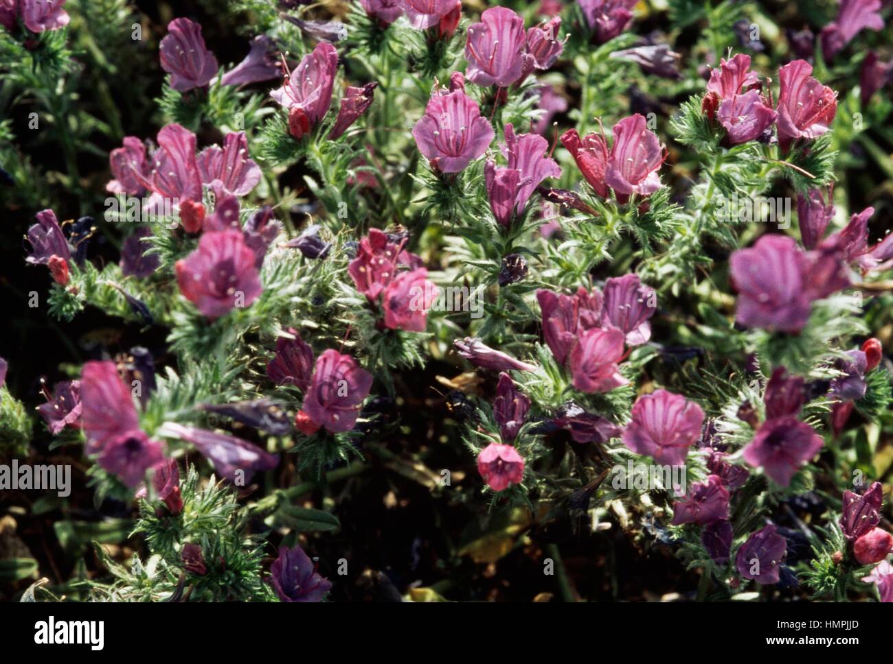Purple viper's bugloss or Paterson's curse (Echium plantagineum), Boraginaceae. Stock Photo
