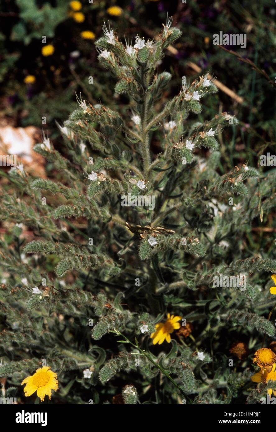 Pale viper's bugloss (Echium italicum), Boraginaceae. Stock Photo