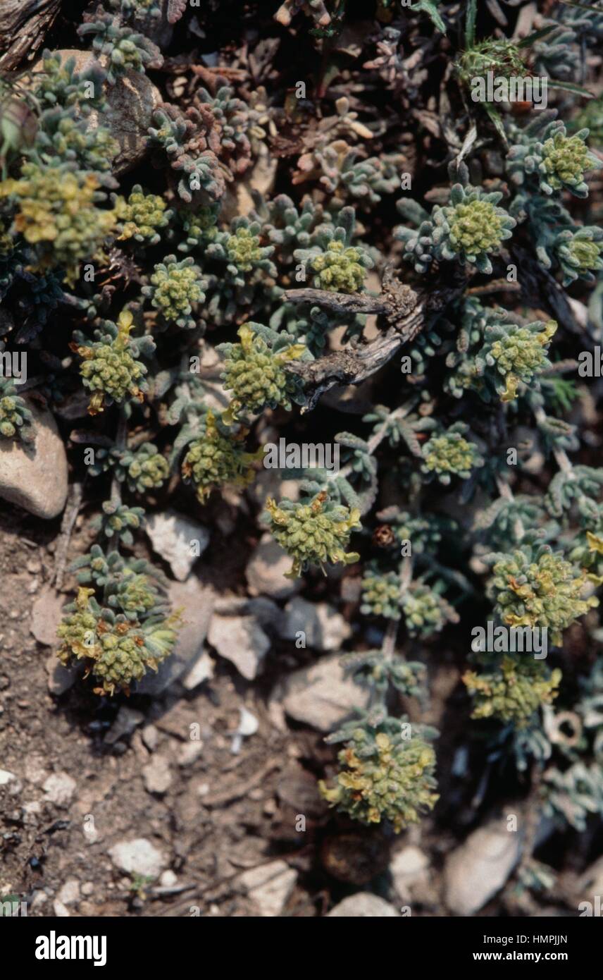 Hulwort (Teucrium capitatum or Teucrium polium), Lamiaceae. Stock Photo