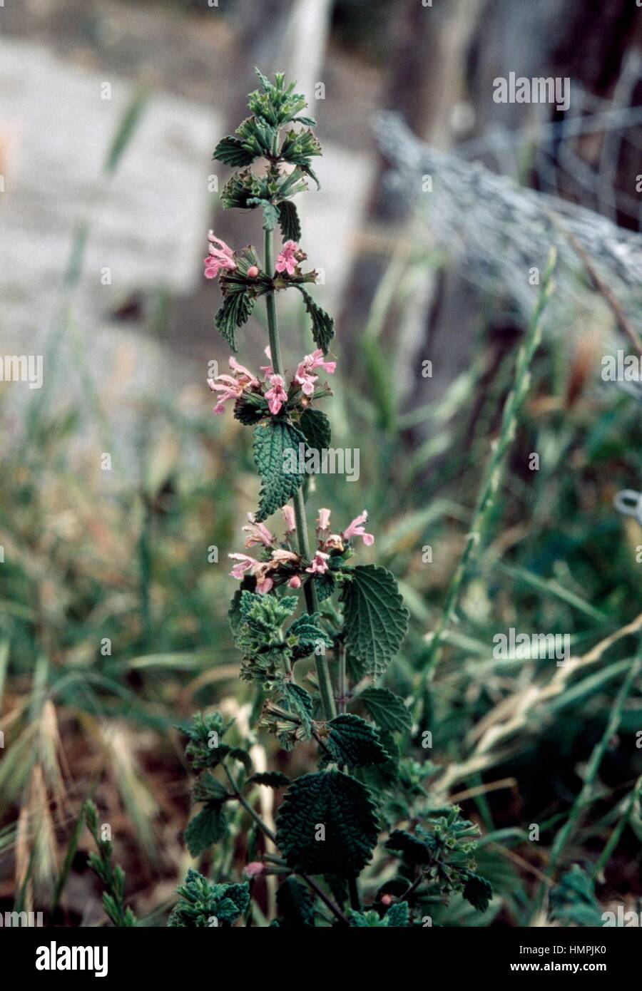 Ballota rupestris or Ballota hispanica, Lamiaceae. Stock Photo