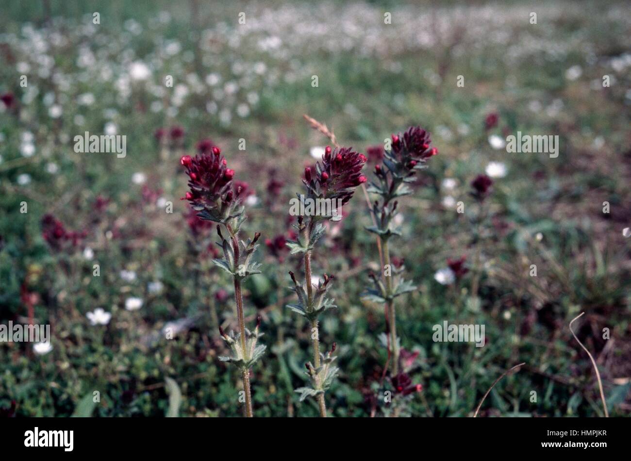 Broadleaf glandweed (Parentucellia latifolia), Orobancaceae. Stock Photo