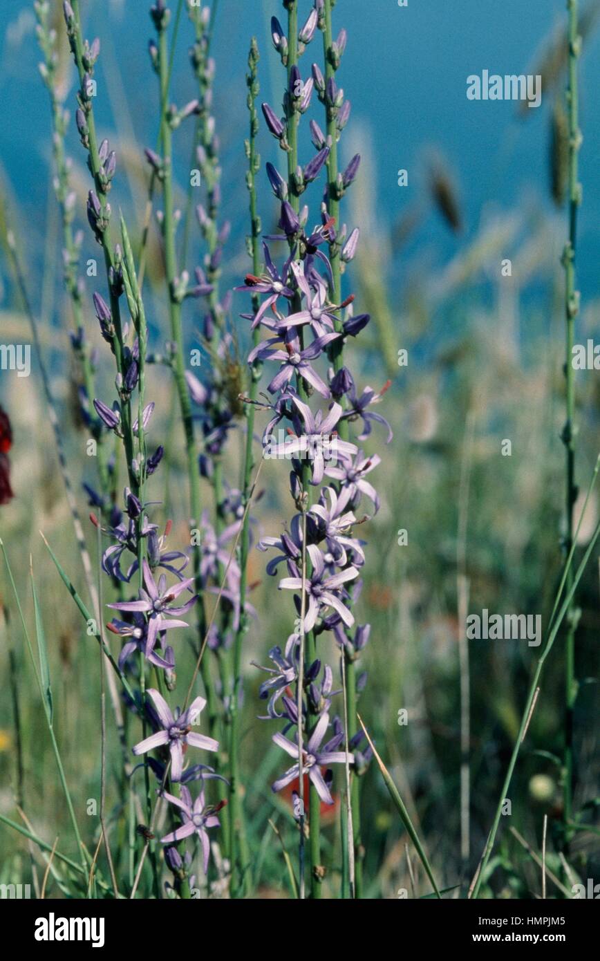 Harebell (Asyneuma limonifolium), Campanulaceae. Stock Photo