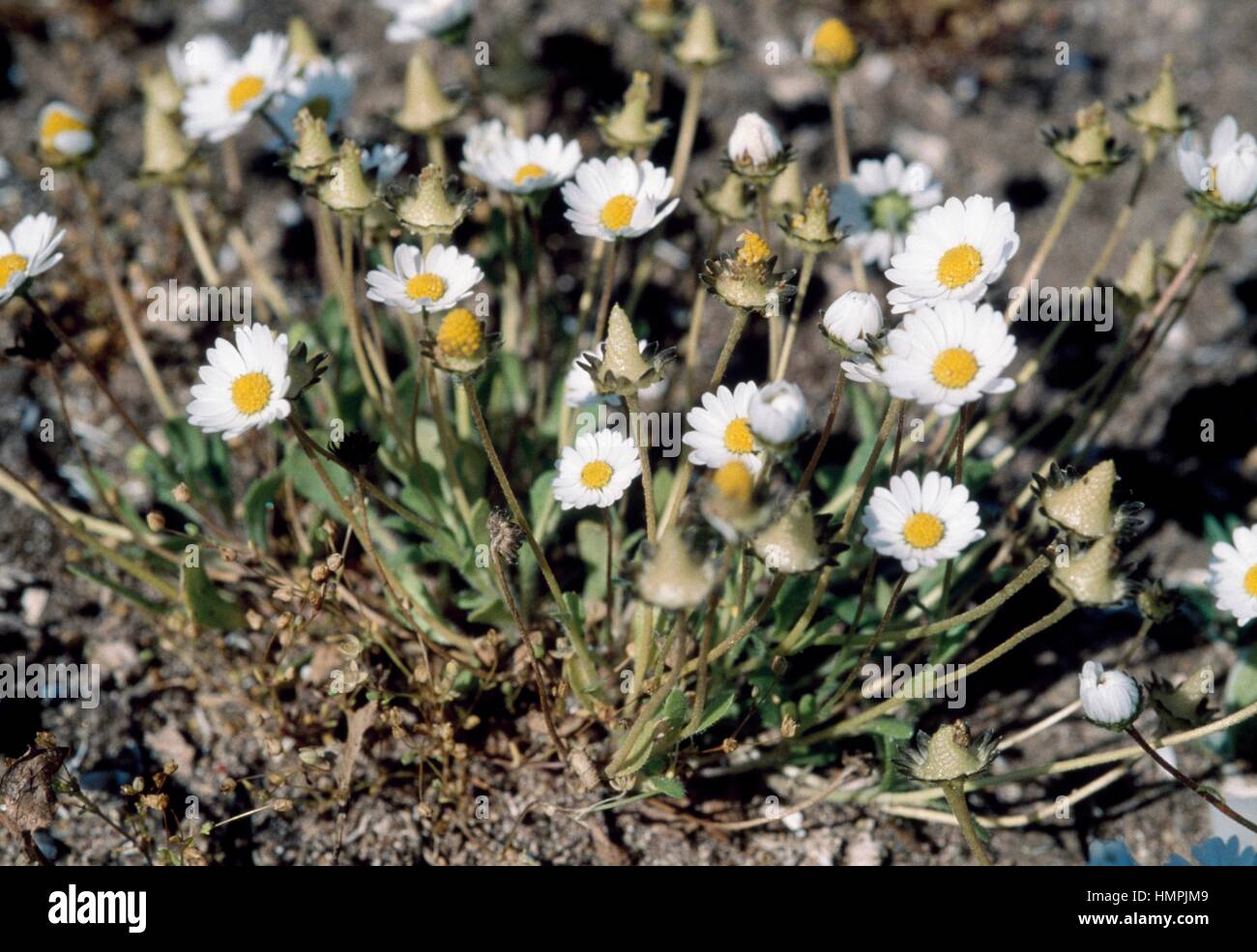 Annual daisy (Bellis annua), Asteraceae. Stock Photo