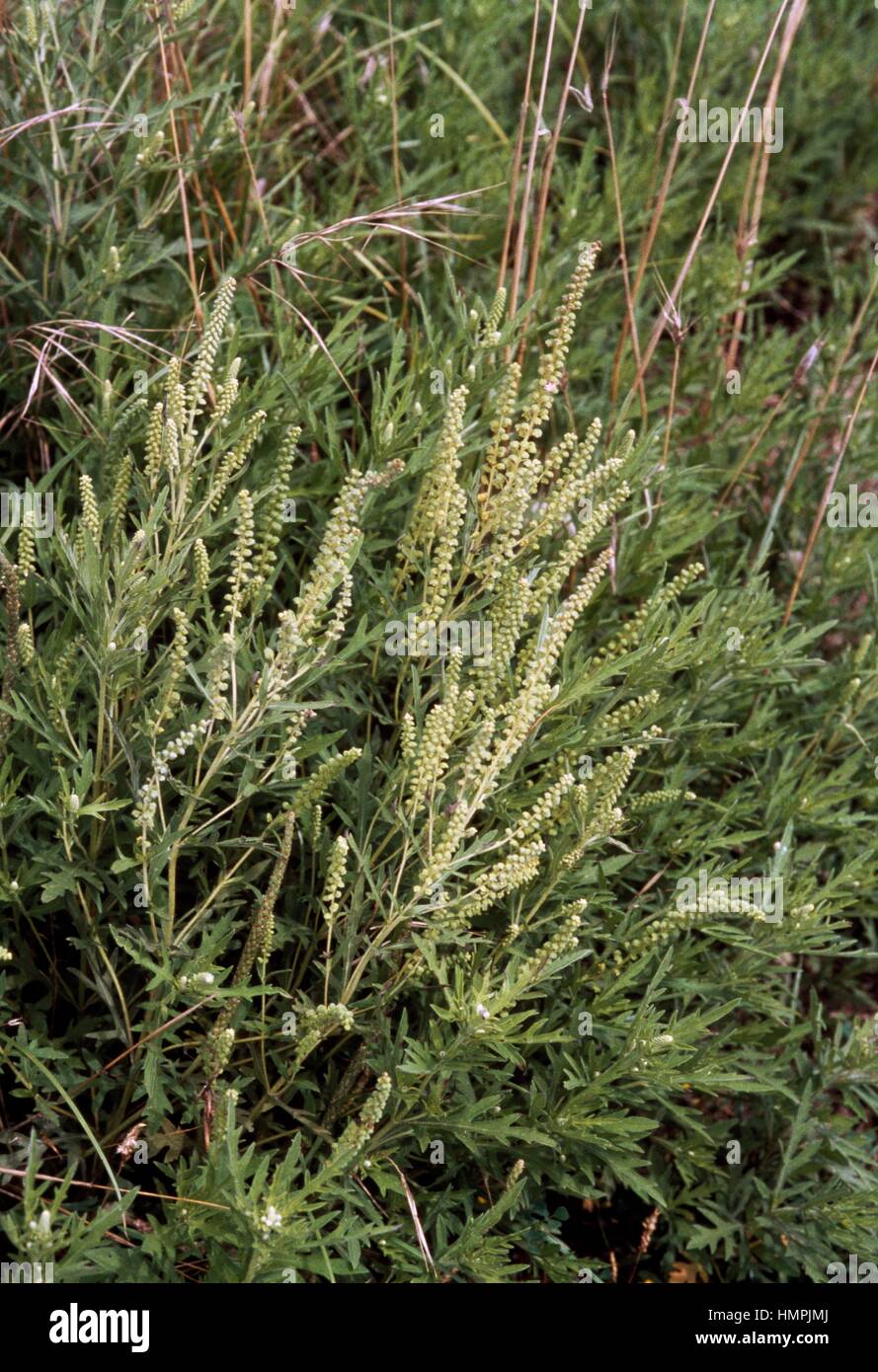 Cuman ragweed, Perennial ragweed or Western ragweed (Ambrosia psilostachya), Asteraceae. Stock Photo