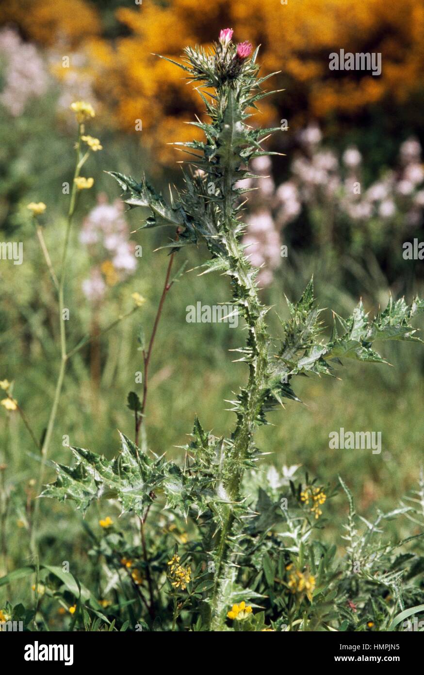 Plumeless Thistle (Carduus acicularis), Asteraceae. Stock Photo