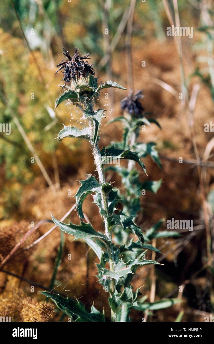 Carduncellus coeruleus, Asteraceae. Stock Photo