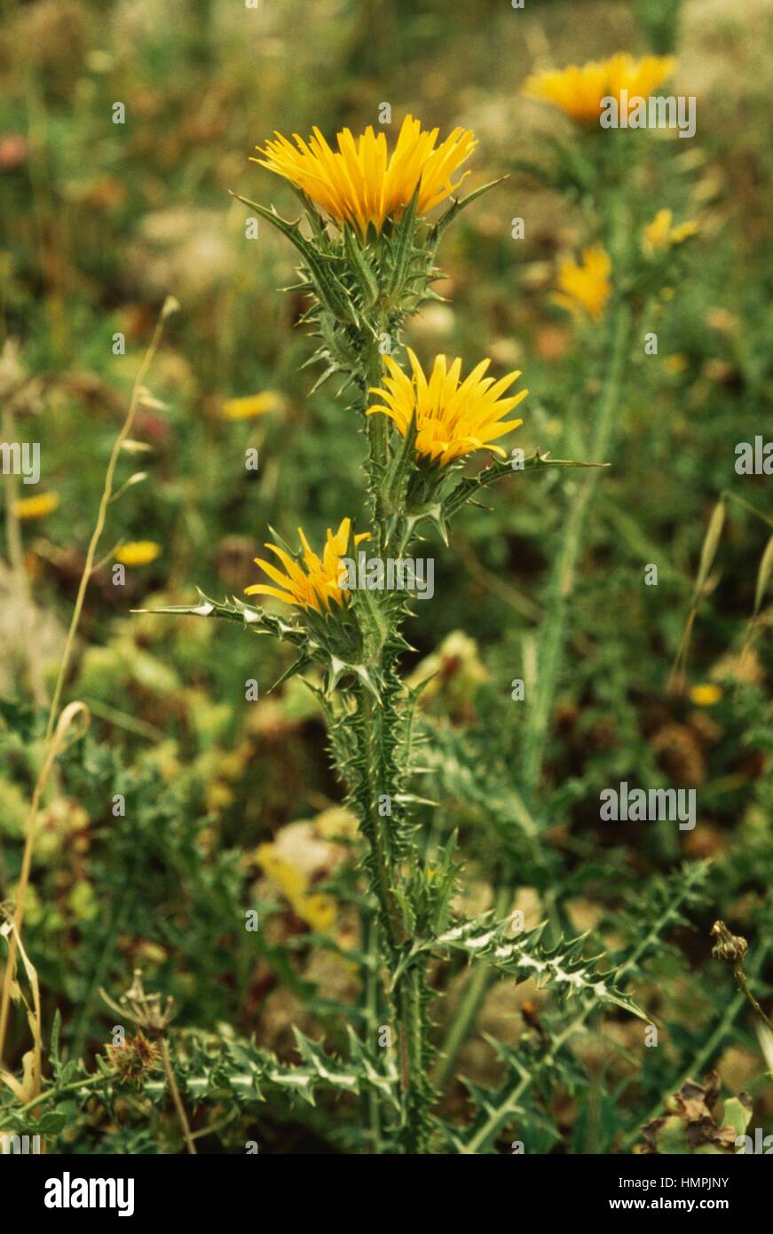 Large Flowered Golden Thistle (Scolymus grandiflorus), Asteraceae. Stock Photo