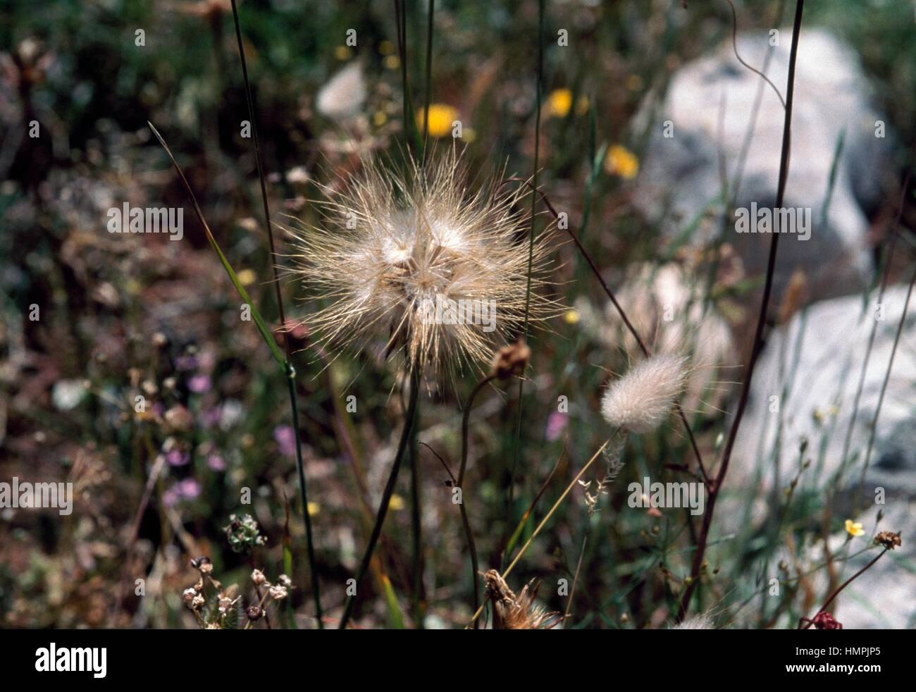 Cutleaf vipergrass (Podospermum laciniatum), Asteraceae Stock Photo - Alamy