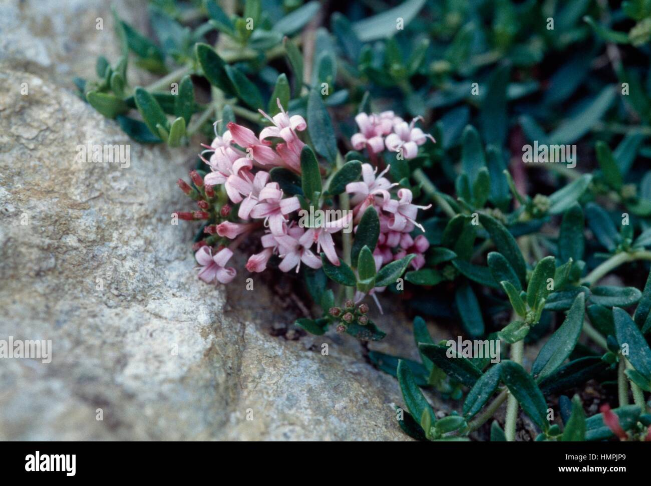 Stinking madder (Putoria calabrica), Rubiaceae. Stock Photo