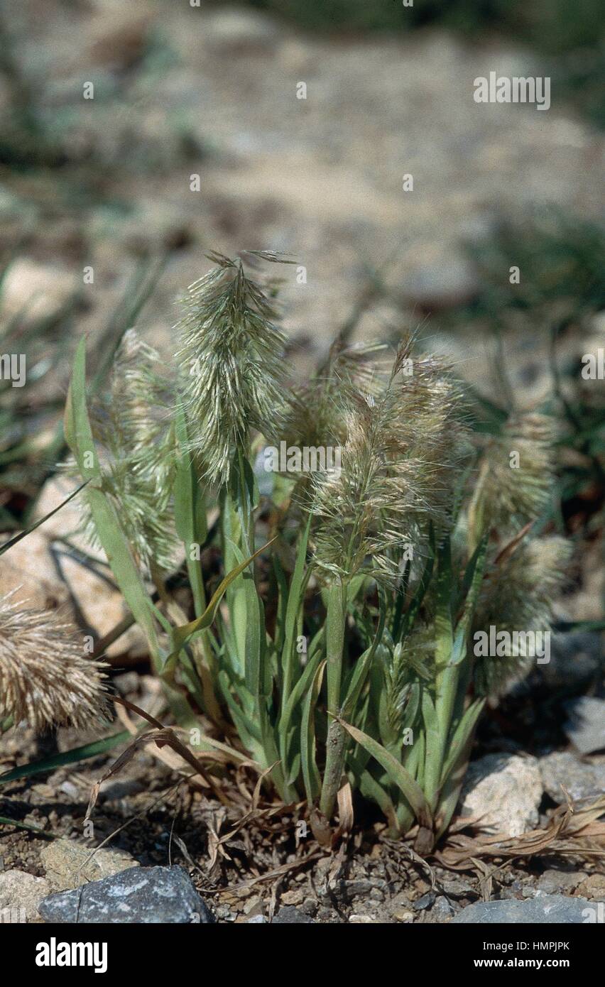 Goldentop grass (Lamarckia aurea), Poaceae. Stock Photo