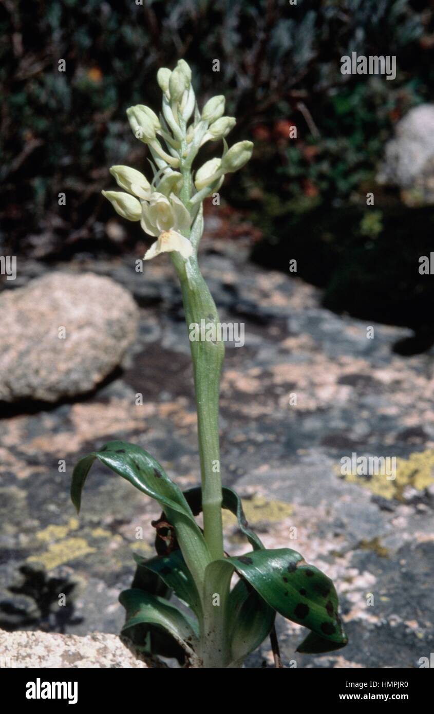 Dactylorhiza insularis, Orchidaceae. Stock Photo