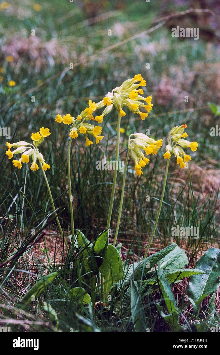 Cowslip (Primula veris or Primula officinalis), Primulaceae, Queyras National Park, France. Stock Photo